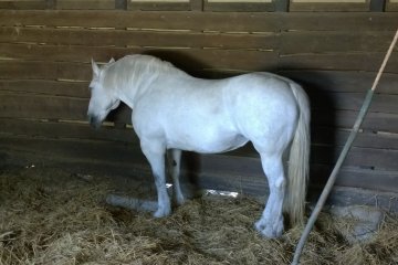 <p>Un cheval se repose</p>
