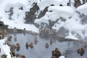 ...next to the Monkey`s rotemburo (open-air bath).