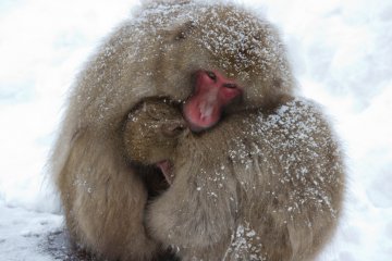 Caring mother macaque keeping her baby warm...