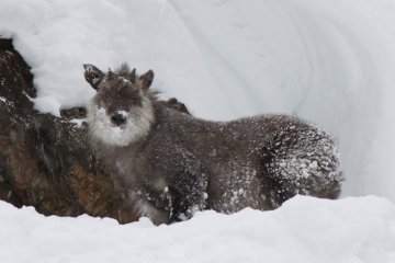 ...or to spot a Japanese serow.