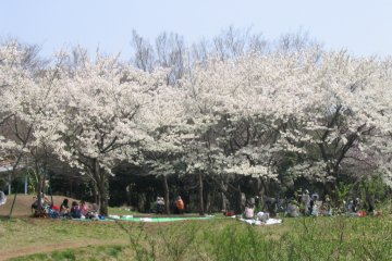 Hanami in the park.