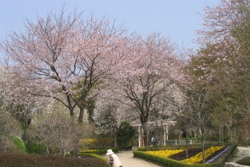 Cherry Blossoms