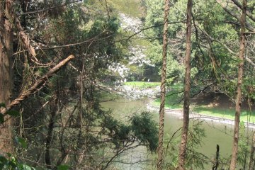 Ibis in the Forest