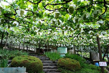 <p>Green filtered light under the vines</p>
