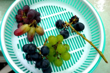 <p>Five different kinds of grape, all of them delicious.</p>