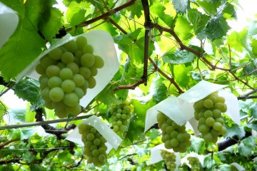 <p>Each bunch of grapes has its own paper cover</p>