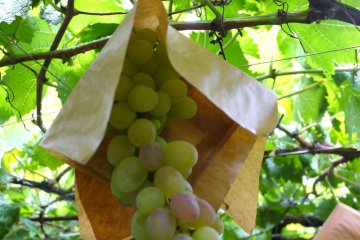 Atago-En Vineyard