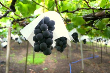 <p>These big black grapes were my personal favorite</p>