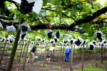 <p>Heading up the slope to pick some grapes</p>