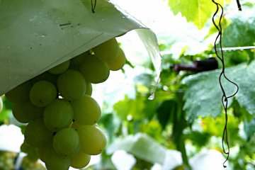 <p>Close-up of some green grapes</p>
