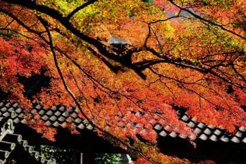 <p>Marvelous gradation of yellow, orange and red</p>