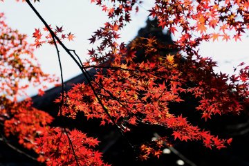 <p>I stopped in my tracks and appreciated these beautiful red leaves...however hard I tried, it was difficult to climb up the long stairs to the top</p>