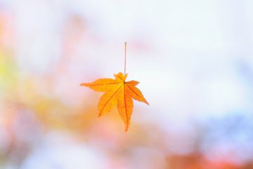 <p>A cute hand-shaped maple leaf greets you: 'Welcome!'</p>