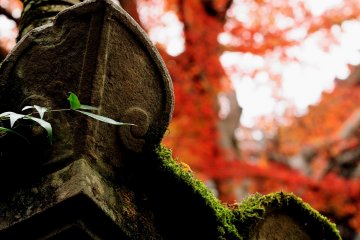 <p>Mossy stone lantern...everything you see here comforts and heals you</p>