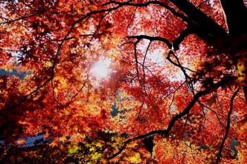 <p>Looking up I found these dazzling red colors</p>
