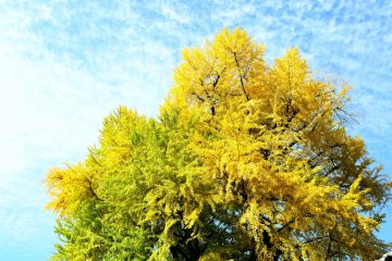 <p>This giant ginkgo tree in Hase, near Hase-dera Temple, is the tallest ginkgo tree in Nara prefecture</p>
