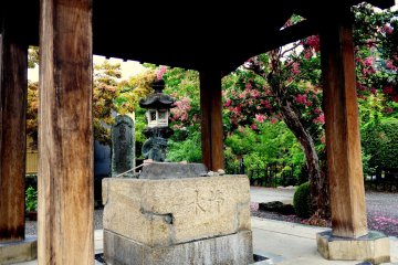 <p>A tree with pink flowers stands beside the water basin &nbsp;</p>