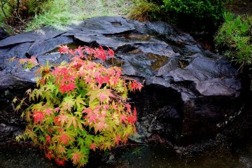 <p>The colored maple leaves are a delicate contrast to the dark, rough surface of the rock</p>