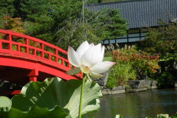 <p>Nous avons eu la chance de venir lors de la floraison des lotus. Les fleurs ajoutaient une touche d'exub&eacute;rance &agrave; l'&eacute;tang</p>