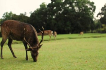Nara in the Rain