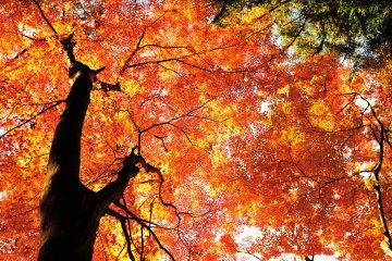 Vivid Autumn Colors in Korankei