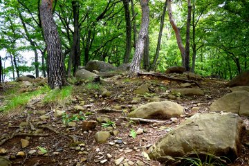 <p>Large rocks are embedded in the earth under the trees</p>