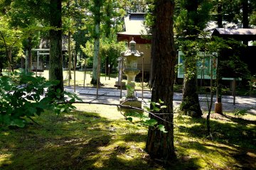 <p>Thick moss grows under the trees</p>