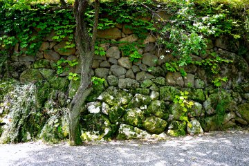 <p>Beautiful stone wall with moss and ivy</p>