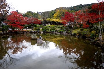 <p>Red maples stand around the pond</p>