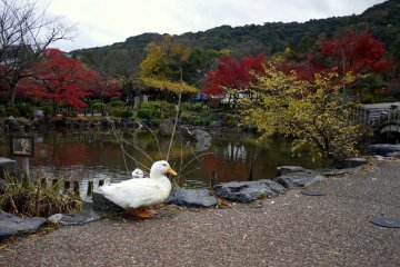 <p>A pair of white ducks live in the pond</p>