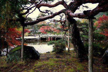 <p>View across the pond from under an old pine tree</p>