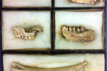 Deer bone fragments
