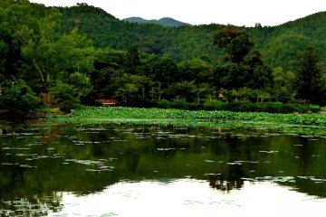 <p>Lotuses cover a large corner of the pond</p>