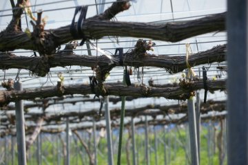 Award winning vineyard on a mountaintop in Tetta Town,  Niimi City