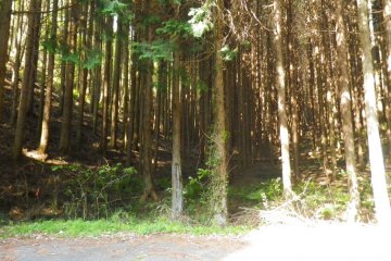 Driving up to Tetta Winery, trees, trees everywhere in Niimi City