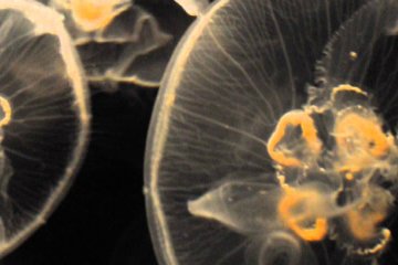 Kaiyukan Aquarium Vertigo
