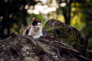 The Cats of Fushimi Inari Taisha