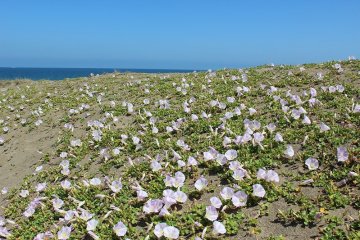 Pantai Takasu saat musim semi. Rumput kecil (yang disebut dengan 'hamahirugao') sedang dalam kondisi terbaik