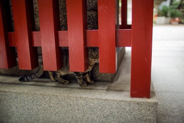 <p>One of the shrine's cuter residents</p>