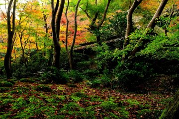 <p>In mid autumn, this rustic wooden hut stands silently in the bamboo grove</p>