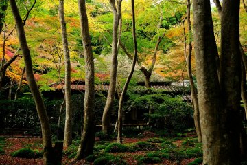 <p>Maple leaves turning pale yellow, and deep-green moss in the ground</p>