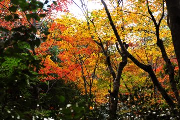 <p>Yellow and vermilion maple leaves cover the entrance of the nunnery</p>