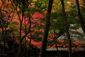 <p>This rustic old temple is located deep in Saga, Kyoto. The serenity and&nbsp;austerity permeate the entire grounds</p>