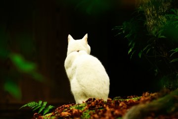 <p>Probably a stray cat, but her back looks somehow sensuous. Her sensuous back reminded me of a mother and her daughter (Gio) who, at the age of twenty-one, forsook the world and became a nun</p>