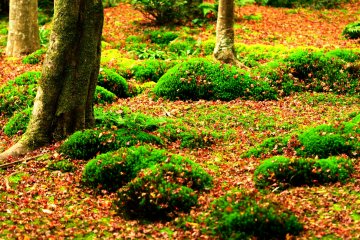 <p>The temple is surrounded by green moss, colorful maple leaves, and a bamboo grove. Whenever I visit here I feel as though I become purified</p>