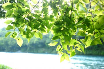 In every walk with nature one receives far more than he seeks. -- John Muir