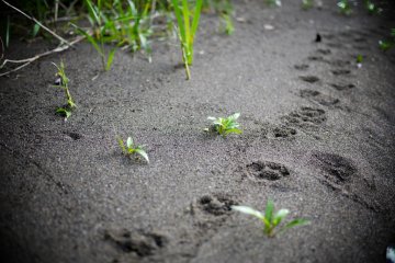 Do not go where the path may lead, go instead where there is no path and leave a trail. -- Ralph Waldo Emerson