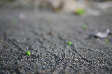 As you simplify your life, the laws of the universe will be simpler; solitude will not be solitude, poverty will not be poverty, nor weakness weakness. -- Henry David Thoreau 