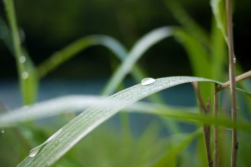 Everything is the product of one universal creative effort. There is nothing dead in Nature. Everything is organic and living, and therefore the whole world appears to be a living organism. -- Lucius Annaeus Seneca