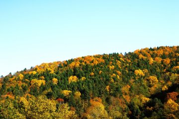 Le ciel était bleu et haut, le temps idéal pour observer les feuilles d'automne !